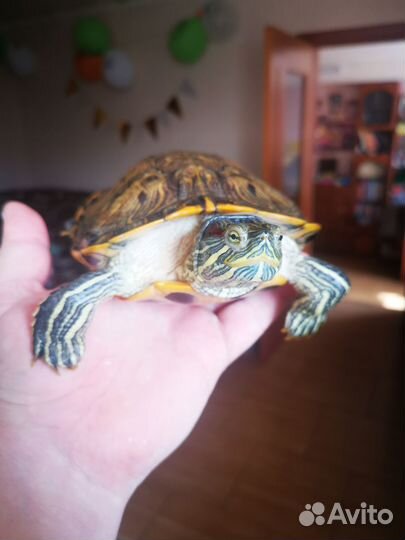 Красноухая черепаха бесплатно