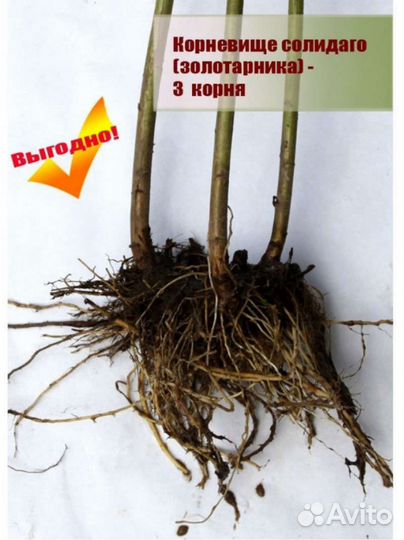 Золотарник. Собираю заказы на осень