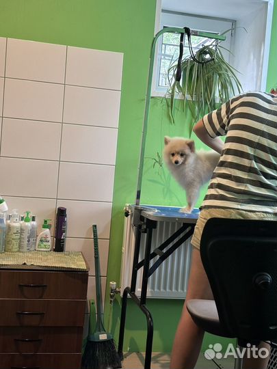 Помиранский шпиц