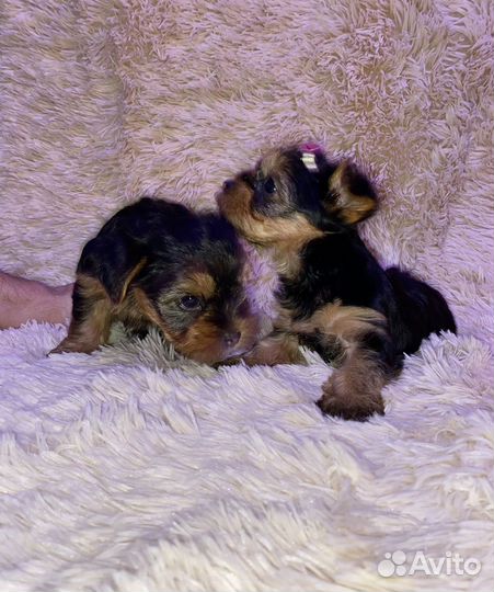 Йоркширский терьер