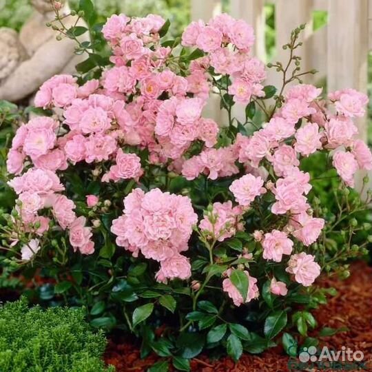 Роза кустовая