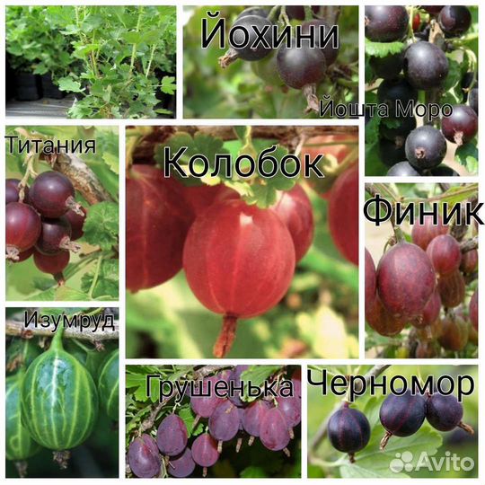 Саженцы Плодовых кустарников