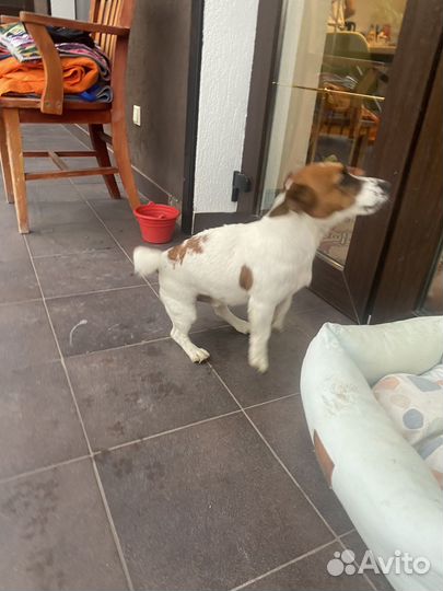 Джек Рассел терьер