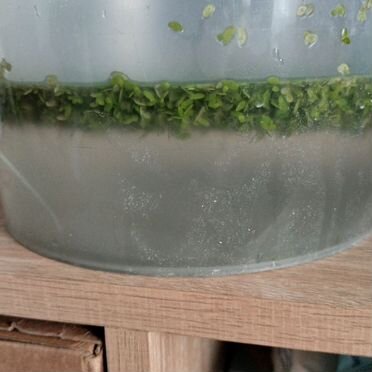 Аквариумные растения