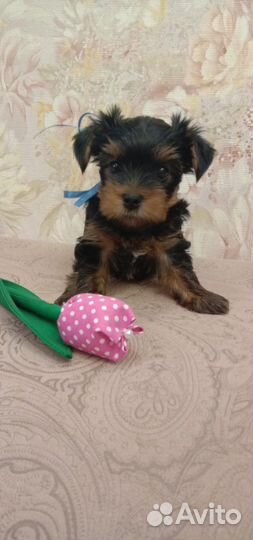 Йоркширский терьер щенки