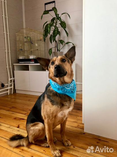 Собака мальчик Рекс 1,5 года