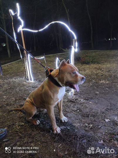 Вязка Стаффордширский терьер