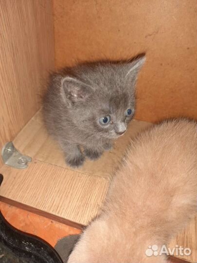 Котятки мальчики