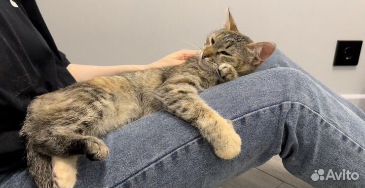 Кошка-компаньон в добрые руки