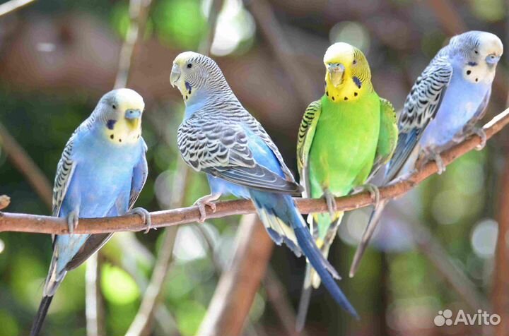 Волнистые попугаи и неразлучники