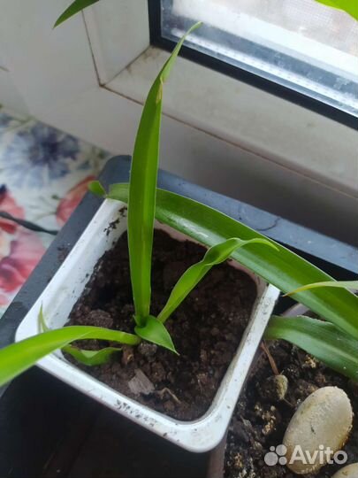 Хлорофитум