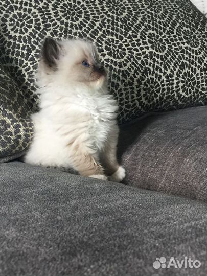 Тайский котенок девочка