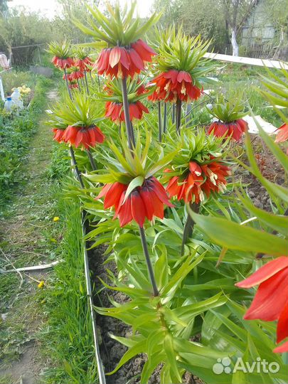 Луковицы рябчика императорского