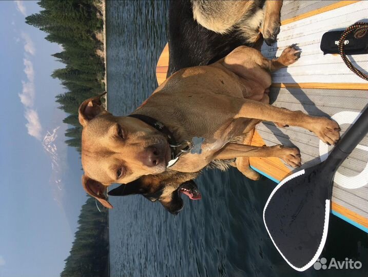 Сап доска SUP board сап Борд