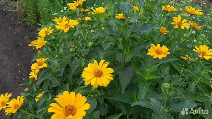 Многолетние растения