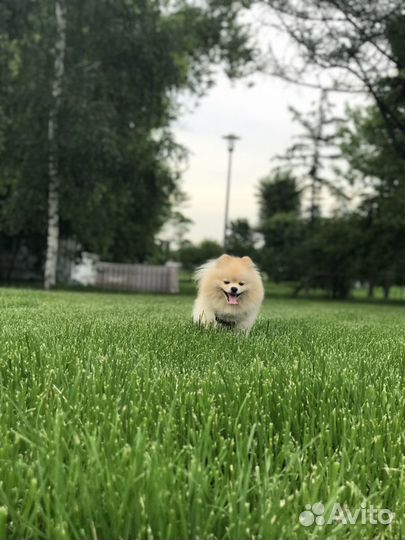 Вязка