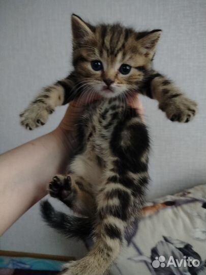 Шотландская