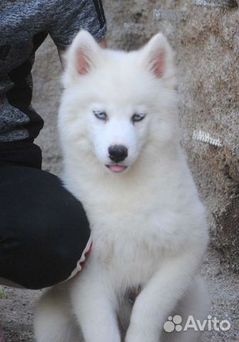 Белые щенки Сибирский хаски объявление продам