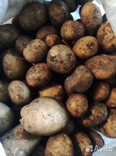 Продам картофель семенной