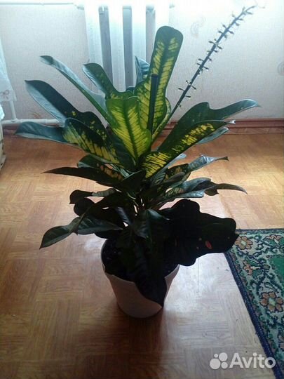 Цветок Кротон