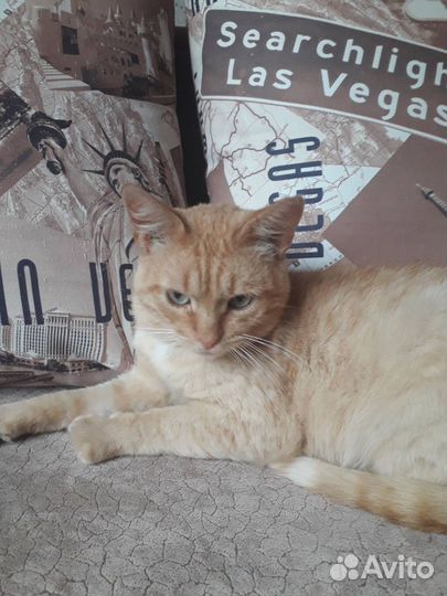 Милый Рыжик