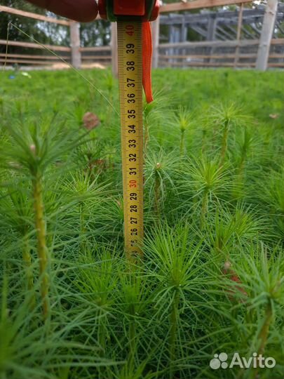 Сеянцы сосны окс, сеянцы соны, сосна