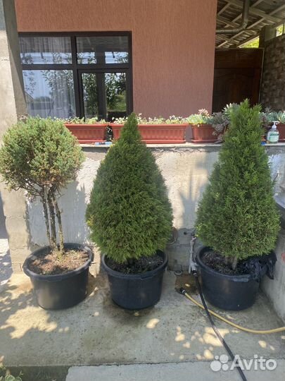 Туя смарагд