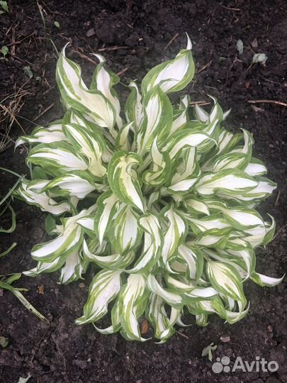 Хоста (хосты) растение саженцы