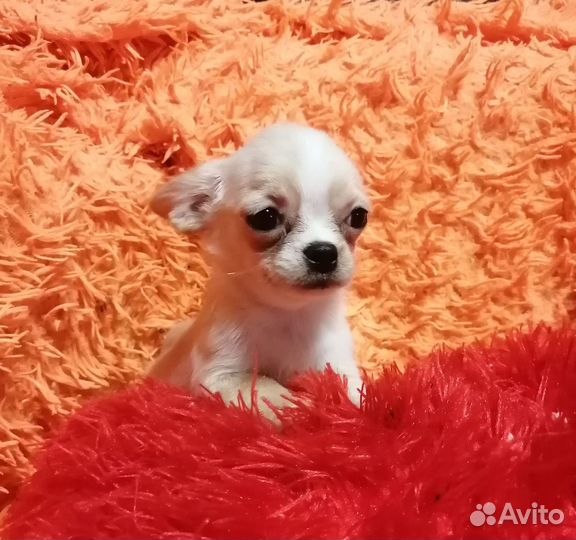 Чихуахуа девочка гш