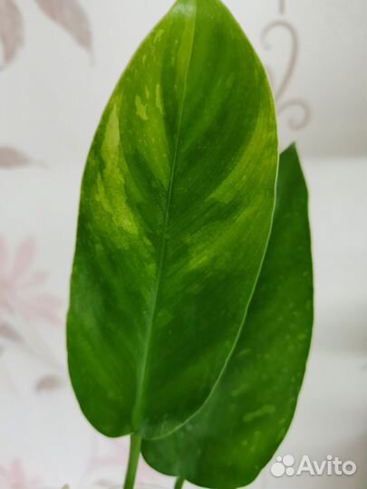 Филодендрон Imbre White Marble (Jose Bueno)