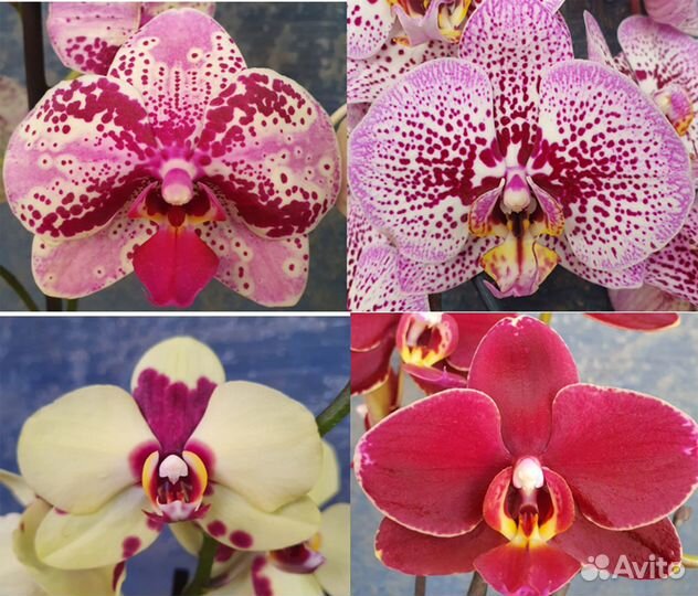 Орхидея фаленопсис сортовая отцвели