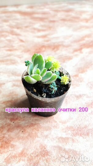 Сенецио, Оттона, Русселия, крестовник, крассула