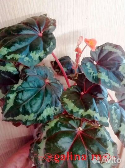 Бегонии видовые очень редкие