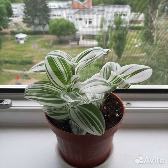 Традесканция