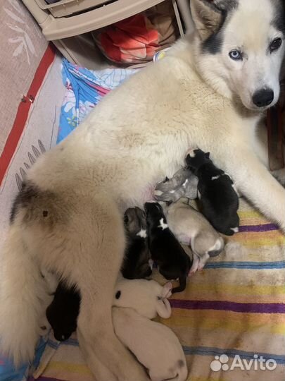 Щенки хаски