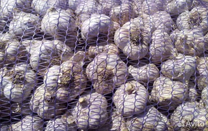 Чеснок товарный