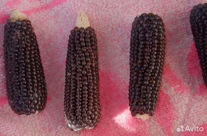 Кукуруза чёрный попкорн