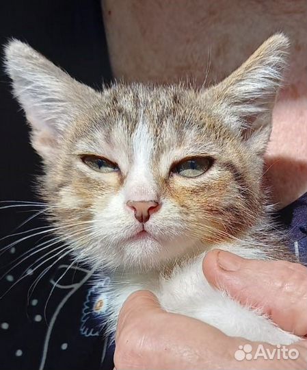 Кошечка в добрые руки