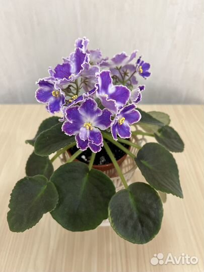 Фиалки сортовые