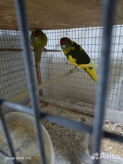 Попугаи 5видов