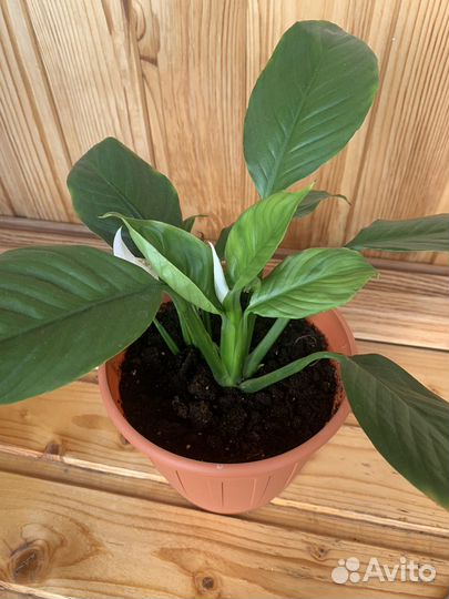 Спатифиллум