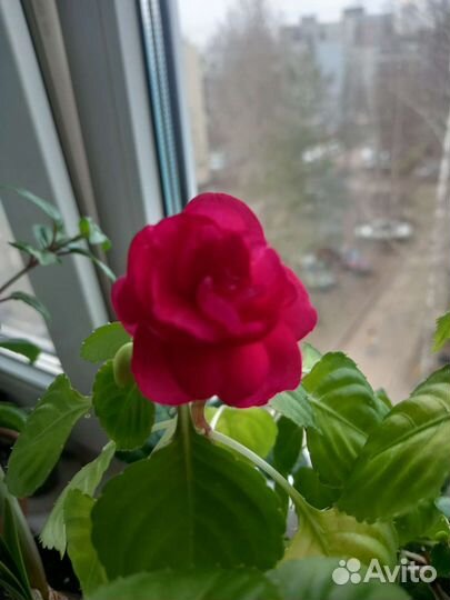 Бальзамин махровый