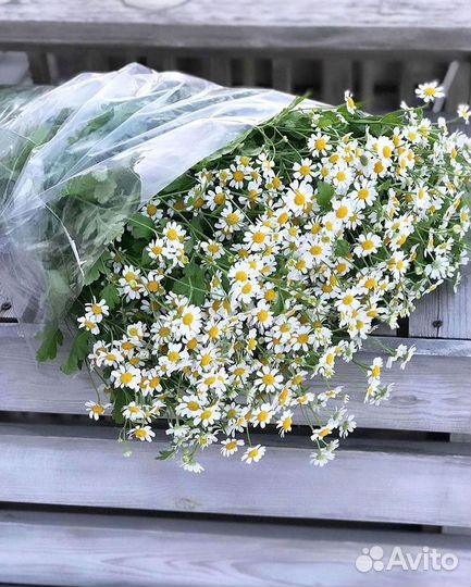 Ромашки Букет из ромашек доставка