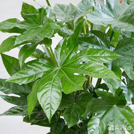 Фатсия Японская, семена