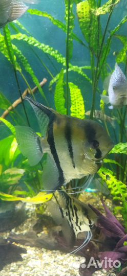 Рыбки цихлиды