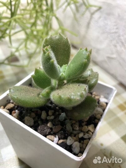 Суккуленты