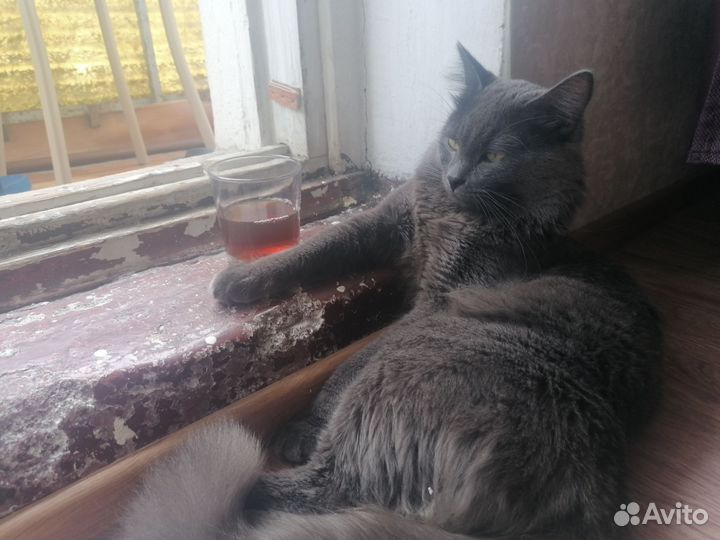 Русская голубая (не порода). В аренду посуточно