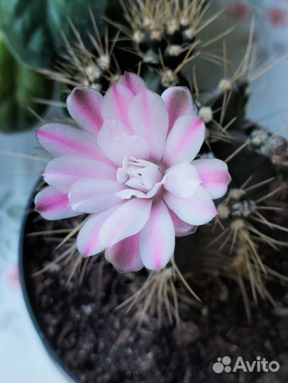 Кактус гимнокалициум