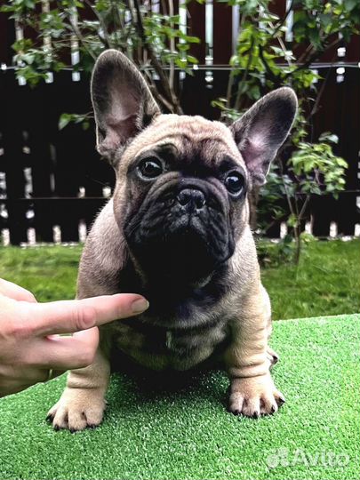 Французский бульдог щенки