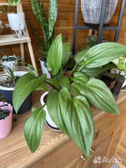 Дриммиопсис